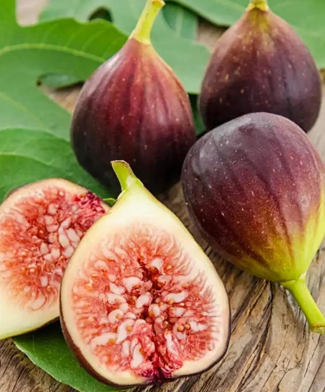 Brown Turkey Fig Tree Live Plant – 12-14in – Half Gallon Pot – Outdoor - Image 1