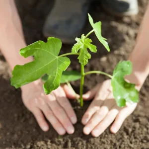 Brown Turkey Fig Tree Live Plant 5-9