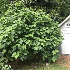 Brown Turkey Fig Tree Live Plant 5-9