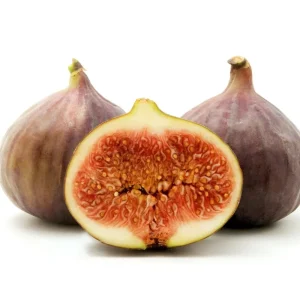 Brown Turkey Fig Tree Live Plant 5-9