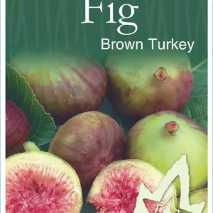Brown Turkey Fig Tree Live Plant 5-9
