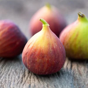 Brown Turkey Fig Tree Live Plant 5-9