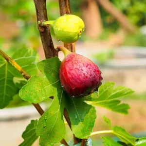 Brown Turkey Fig Tree Live Plant 5-9