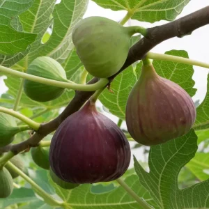 Brown Turkey Fig Tree Live Plant 5-9