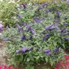 Buddleia Pugster Blue Butterfly Bush Live Plant - Dwarf Shrub 5-7 Inch - 3x4 Inch Pot - Image 1