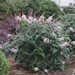 Buddleia Pugster Sorbet Live Plant - Starter Plant - 3-5 Inch Tall Butterfly Bush - Image 2