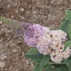 Buddleia Pugster Sorbet Live Plant - Starter Plant - 3-5 Inch Tall Butterfly Bush - Image 1