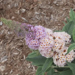 Buddleia Pugster Sorbet Live Plant - Starter Plant - 3-5 Inch Tall Butterfly Bush - Image 1
