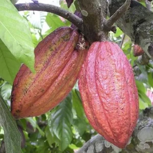 Cacao Live Plant – Theobroma Cacao Tree – 1 Gallon Pot – Indoor/Outdoor - Image 2