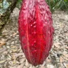 Cacao Live Plant – Theobroma Cacao Tree – 1 Gallon Pot – Indoor/Outdoor - Image 1