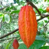 Cacao Tree Live Plant - 8-10in Tall Theobroma Cacao in Half Gallon Pot - Image 1