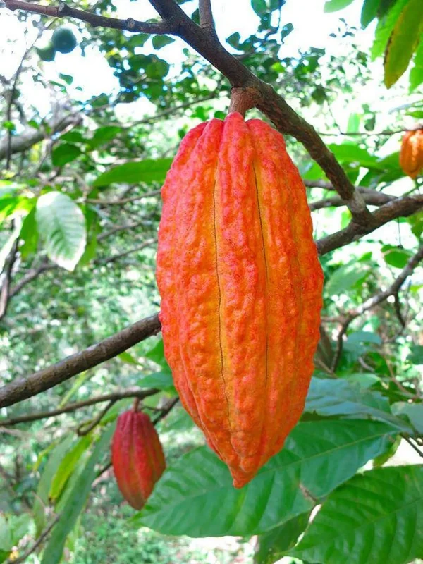 Cacao Tree Live Plant - 8-10in Tall Theobroma Cacao in Half Gallon Pot - Image 1