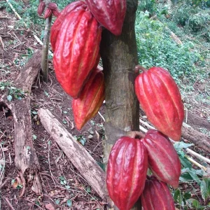 Cacao Tree Live Plant - 8-10in Tall Theobroma Cacao in Half Gallon Pot - Image 2