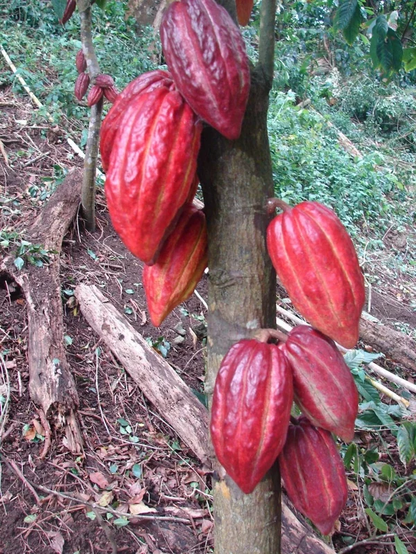 Cacao Tree Live Plant - 8-10in Tall Theobroma Cacao in Half Gallon Pot - Image 2