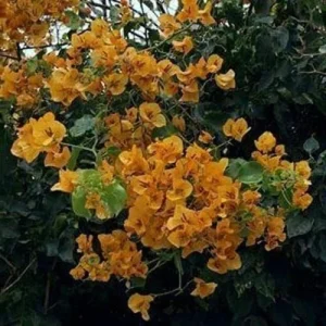 California Gold Bougainvillea Live Plant - 2 Yellow Starter Plants, Outdoor Vine/Shrub - Image 2