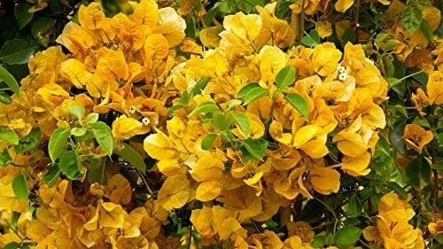 California Gold Bougainvillea Live Plant - 2 Yellow Starter Plants, Outdoor Vine/Shrub - Image 3