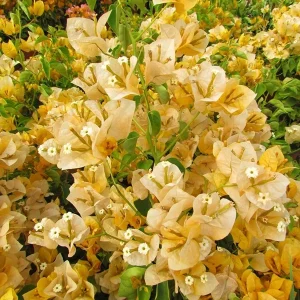 California Gold Bougainvillea Live Plant - 2 Yellow Starter Plants, Outdoor Vine/Shrub - Image 4