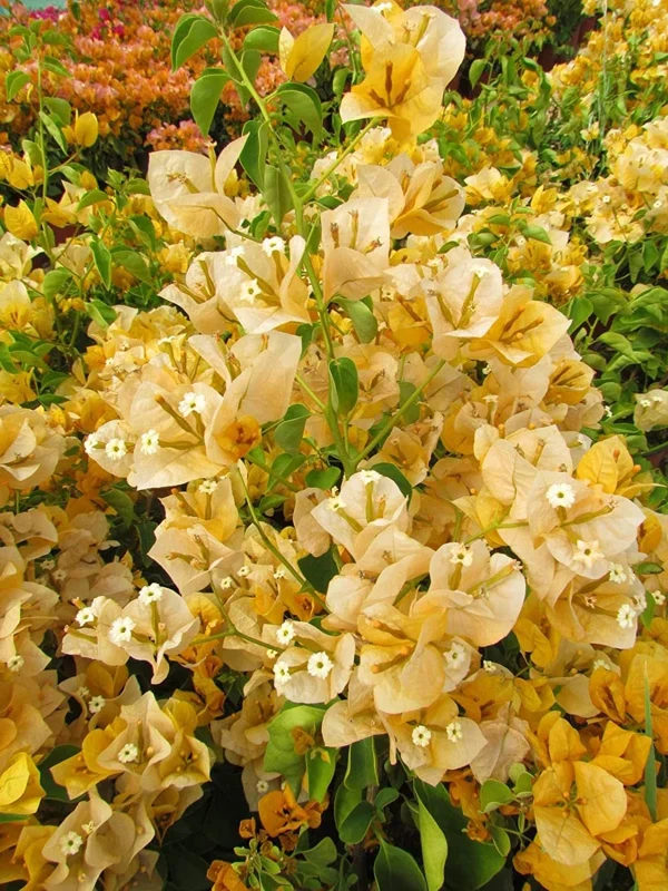California Gold Bougainvillea Live Plant - 2 Yellow Starter Plants, Outdoor Vine/Shrub - Image 4