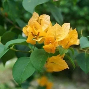 California Gold Bougainvillea Live Plant - 2 Yellow Starter Plants, Outdoor Vine/Shrub - Image 5