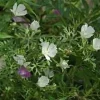 Callirhoe Alcaeoides 'Logan Calhoun' Starter Plant - White Winecups Perennial - Image 1