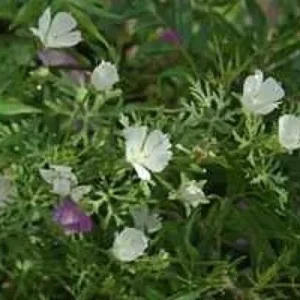 Callirhoe Alcaeoides 'Logan Calhoun' Starter Plant - White Winecups Perennial - Image 1