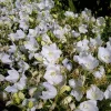 Campanula Carpatica 'White Clips' Live Plant - White Bellflower Starter, 2.5x3.5 Inch Pot - Image 1