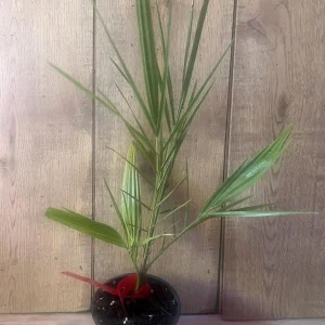 Canary Island Date Palm Live Plant – 8-10 inch – Half Gallon Pot – Outdoor Tree - Image 2