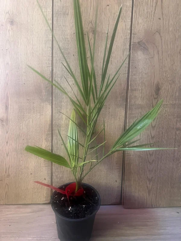 Canary Island Date Palm Live Plant – 8-10 inch – Half Gallon Pot – Outdoor Tree - Image 2