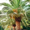 Canary Island Date Palm Live Plant – 8-10 inch – Half Gallon Pot – Outdoor Tree - Image 1