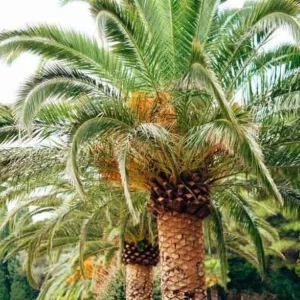 Canary Island Date Palm Live Plant – 8-10 inch – Half Gallon Pot – Outdoor Tree - Image 1