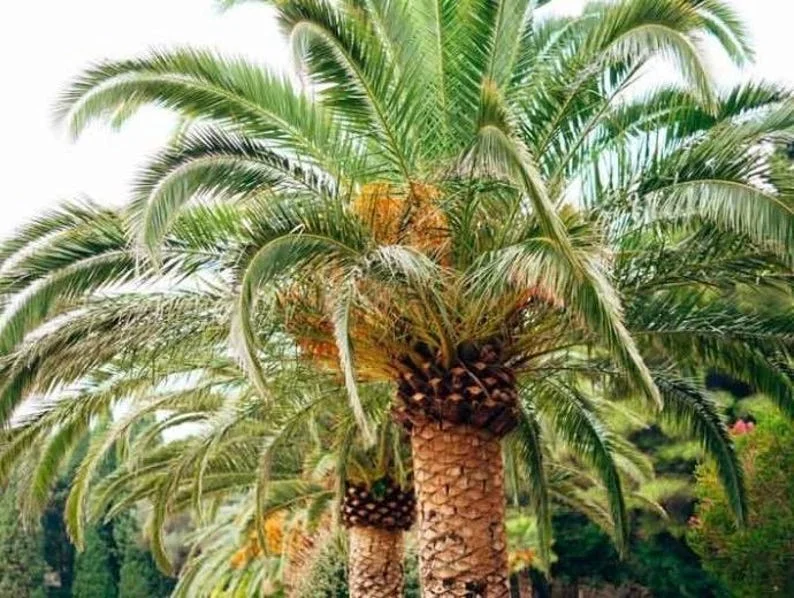 Canary Island Date Palm Live Plant – 8-10 inch – Half Gallon Pot – Outdoor Tree - Image 1