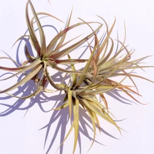 Capitata Peach Air Plant Tillandsia - Live Plant - 12-16 inch - Terrarium - Image 2