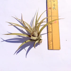Capitata Peach Air Plant Tillandsia - Live Plant - 12-16 inch - Terrarium - Image 3
