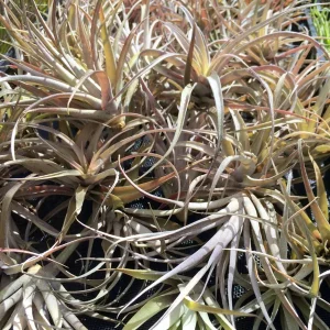 Capitata Peach Air Plant Tillandsia - Live Plant - 12-16 inch - Terrarium - Image 4