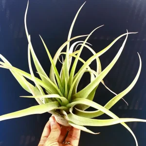 Capitata Peach Air Plant Tillandsia - Live Plant - 12-16 inch - Terrarium - Image 5