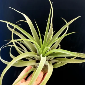 Capitata Peach Air Plant Tillandsia - Live Plant - 12-16 inch - Terrarium - Image 6