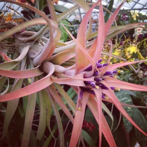Capitata Peach Air Plant Tillandsia - Live Plant - 12-16 inch - Terrarium - Image 7