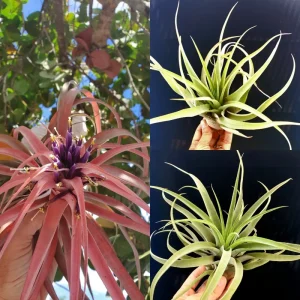 Capitata Peach Air Plant Tillandsia - Live Plant - 12-16 inch - Terrarium - Image 8