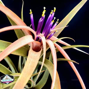 Capitata Peach Air Plant Tillandsia - Live Plant - 12-16 inch - Terrarium - Image 9