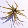 Capitata Peach Air Plant Tillandsia - Live Plant - 12-16 inch - Terrarium - Image 1
