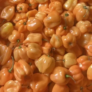 Caribbean Orange Habanero Live Plant (3-Pack) - Super Hot Pepper, 4-8 inches - Image 2