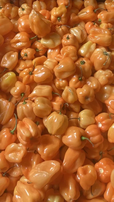 Caribbean Orange Habanero Live Plant (3-Pack) - Super Hot Pepper, 4-8 inches - Image 2