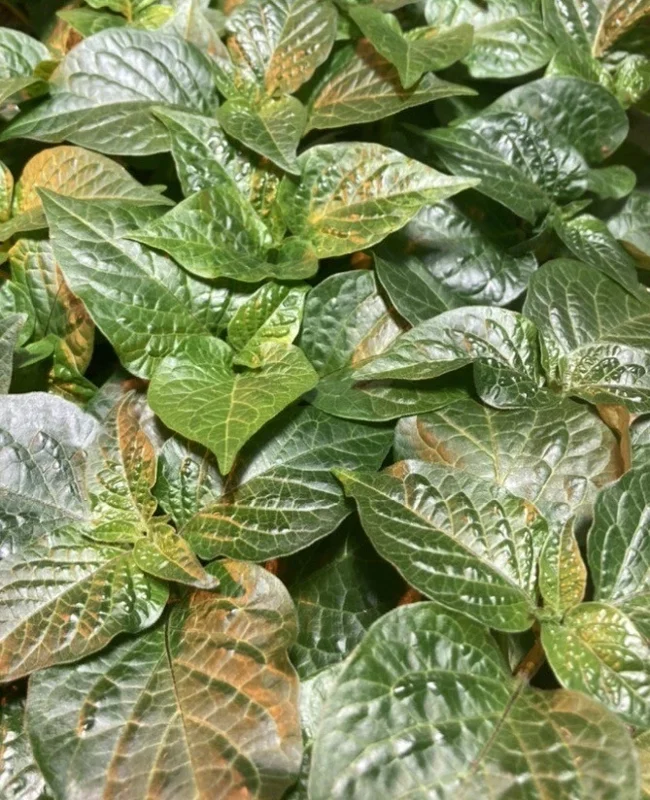 Caribbean Orange Habanero Live Plant (3-Pack) - Super Hot Pepper, 4-8 inches - Image 1