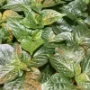 Caribbean Red Habanero Live Plant, Super Hot Pepper, Set of 3, 2-4 ft Tall, Indoor/Outdoor - Image 1