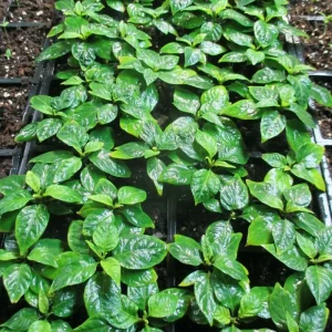 Carolina Reaper Live Plant Lot of 3 - 75+ Day Old Super Hot Pepper Plants - Image 4