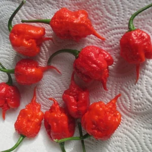 Carolina Reaper Live Plant Lot of 3 - 75+ Day Old Super Hot Pepper Plants - Image 5