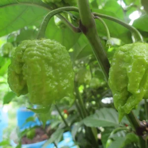Carolina Reaper Live Plant Lot of 3 - 75+ Day Old Super Hot Pepper Plants - Image 8