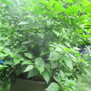 Carolina Reaper Live Plant Lot of 3 - 75+ Day Old Super Hot Pepper Plants - Image 9