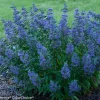Caryopteris 'Beyond Midnight' Live Plant - Bluebeard Shrub - 6-8 Inch Starter - Image 1