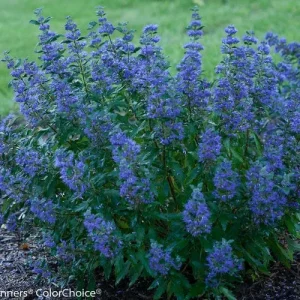 Caryopteris 'Beyond Midnight' Live Plant - Bluebeard Shrub - 6-8 Inch Starter - Image 1